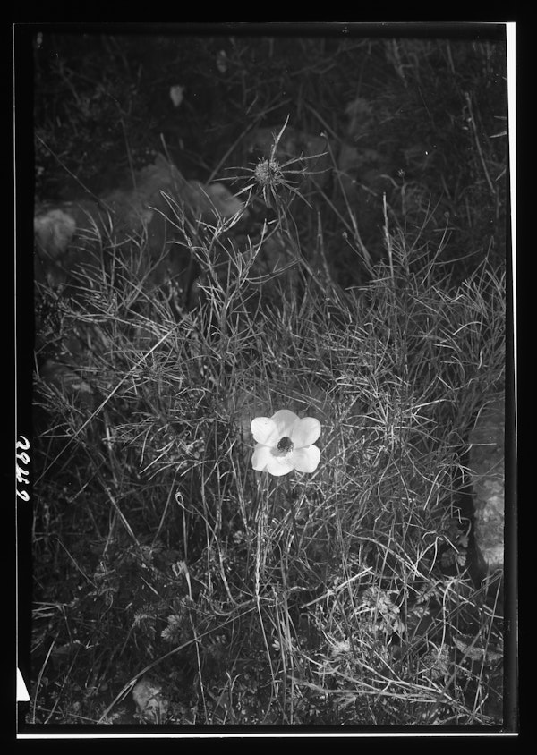 Photograph of Palestinian wildflower